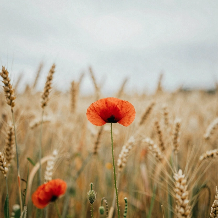 Wild field poppies and wheat stalks growing in an untended meadow, pale gold and red against an overcast sky